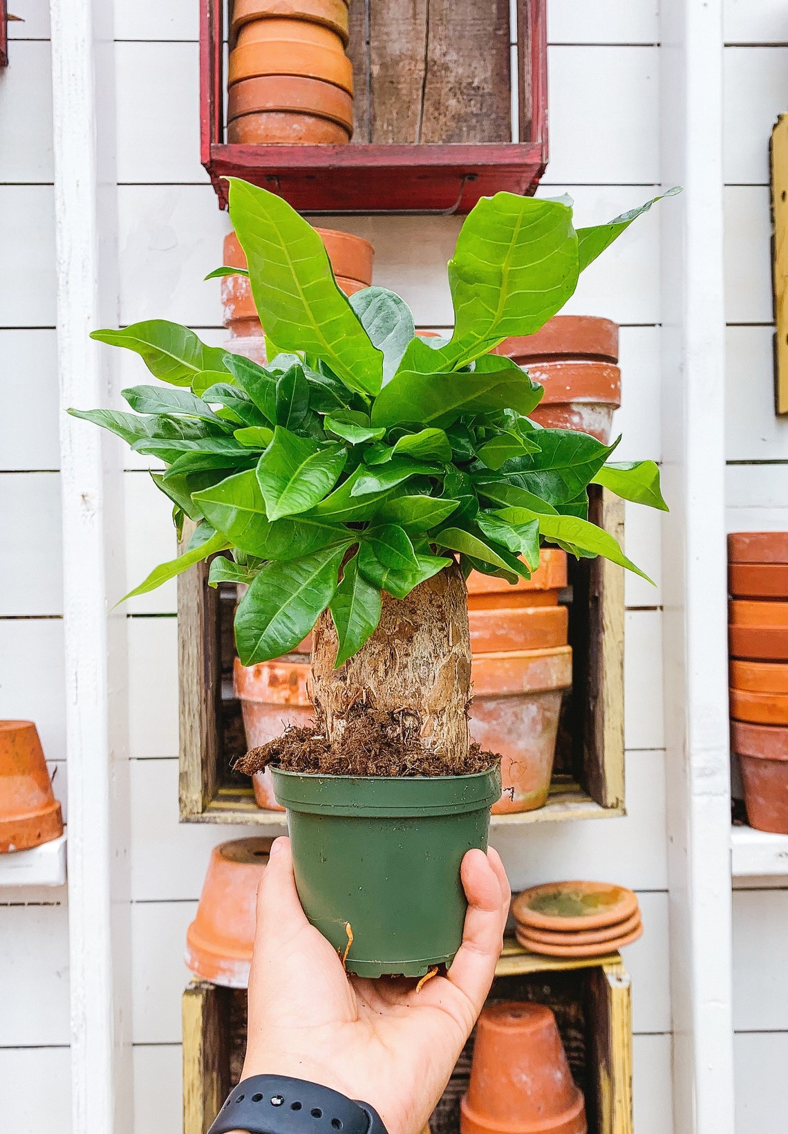 Stump Money Tree Pachira Thick Money Tree 4 Live Potted Etsy