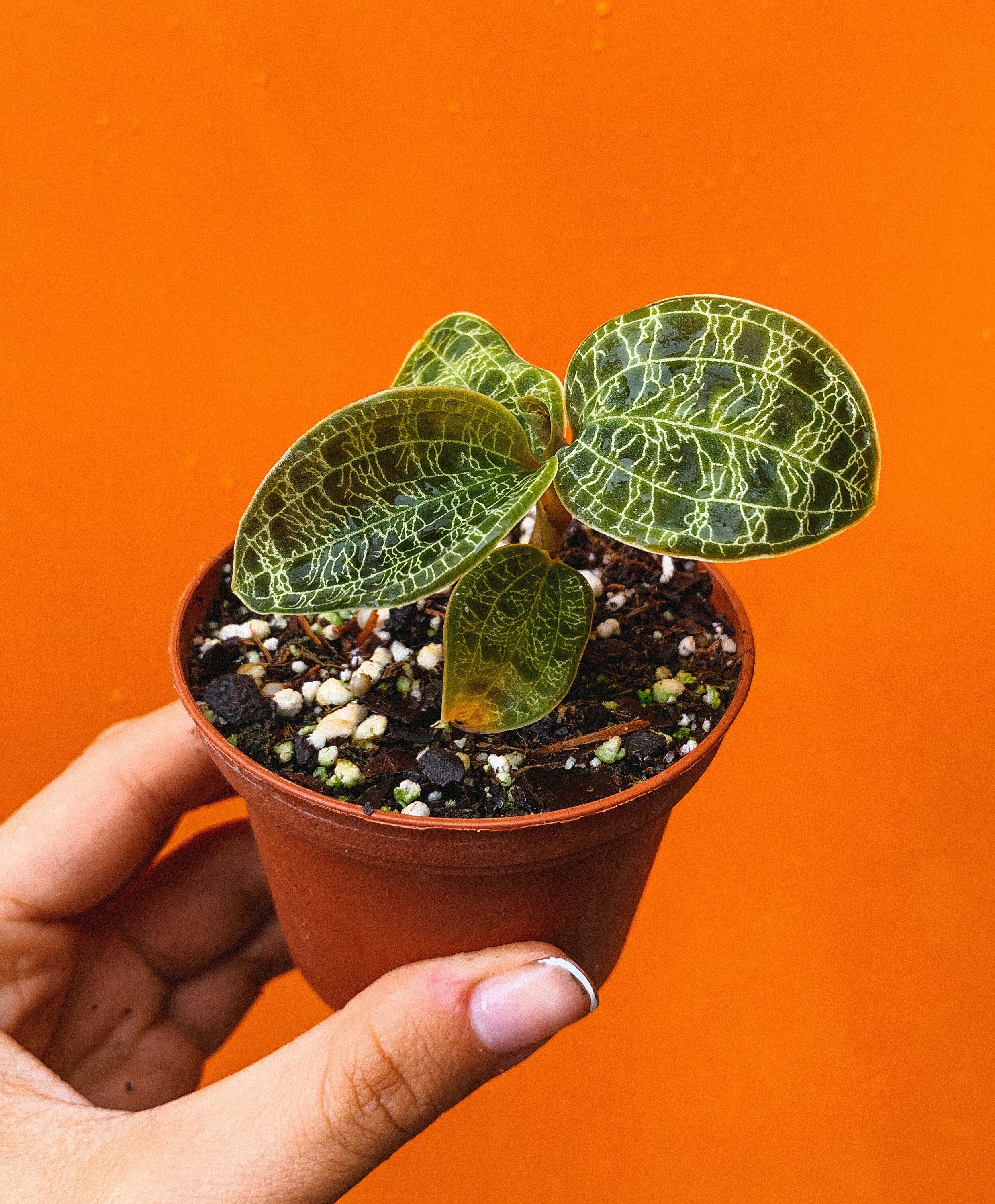 Lightning Jewel Orchid Macodes Petola Terrarium Orchid Etsy