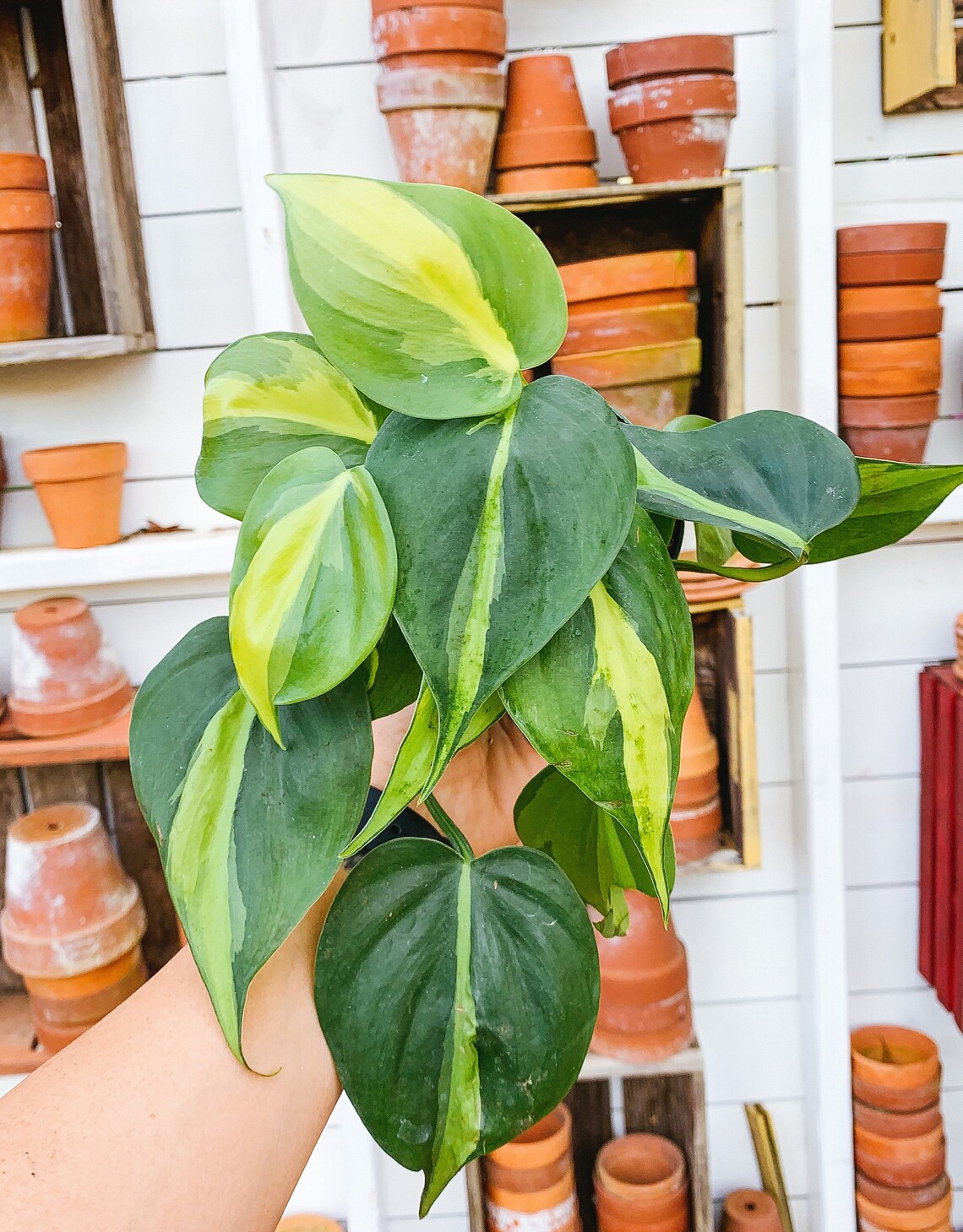 Philodendron Brasil Heartleaf Philodendron Philodendron Etsy