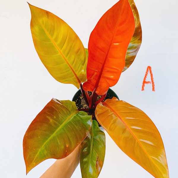 Philodendron Prince of Orange, Orange Philodendron Unique Philodendron, 6” Live Potted Plant