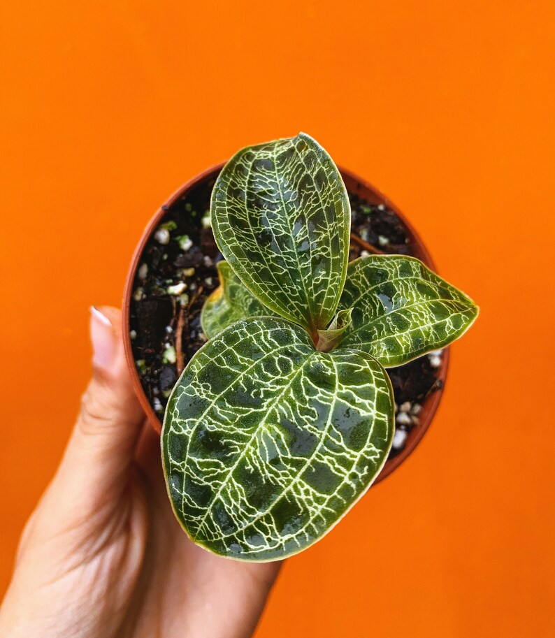 Lightning Jewel Orchid Macodes Petola Terrarium Orchid Etsy