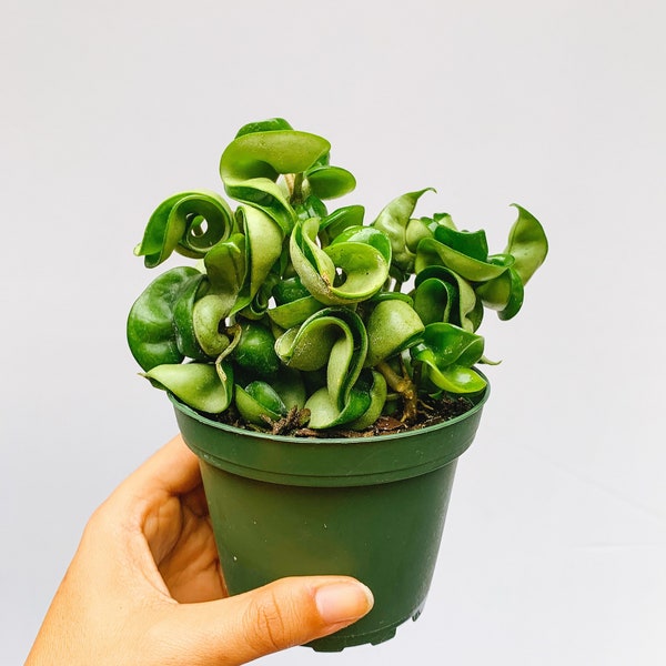 Hindu Rope Hoya, Hoya Carnosa Compacta, Rope Hoya, Krinkle Kurl Hindu Rope, Rare Houseplant, Succulent, 4inch Hanging Basket Live Plant