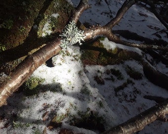 A moss and snow and limb laden forest floor