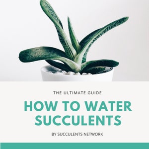 How to Water Succulents image 2