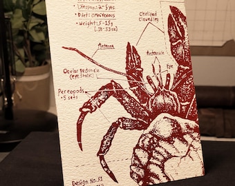Collectable Hermit Crab Postcard: Hand Drawn Crab Anatomy Diagram - Hand Silkscreened 600gsm Cotton Paper