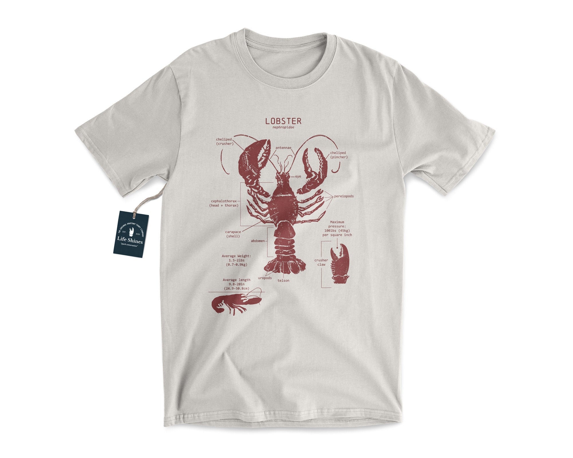 Lobster Anatomy T-shirt Vintage Lobster Art Marine Biology Etsy