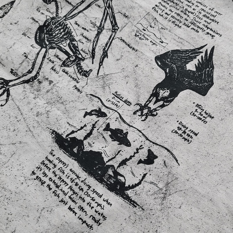 May include: A monochrome illustration depicting an osprey hunting fish, with scientific diagrams and text. The text includes information on diving speed, 48-80 kph, and hunting depth, 0-10 m. The image has a vintage aesthetic.