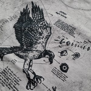 May include: A light grey t-shirt with a black illustration of an osprey in flight, accompanied by scientific diagrams and text. The text includes "OSPREY" and anatomical details, with measurements in cm.