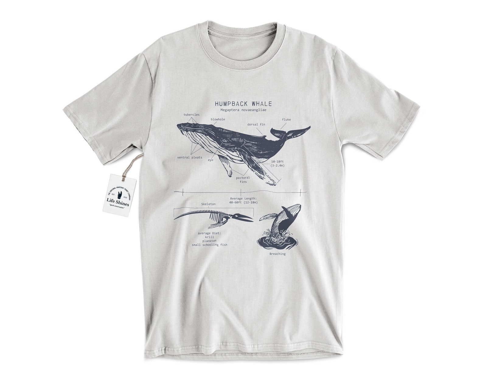 Humpback Whale Anatomy T Shirt Humpback Whale Shirt Whale - Etsy