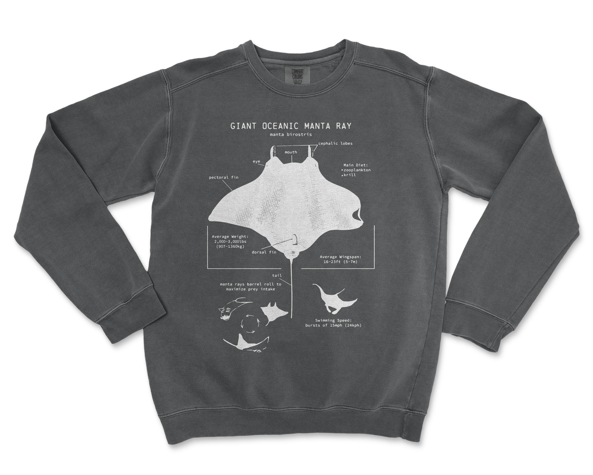Deep Dive: Manta Ray Anatomy Diagram Explained Simply - rk2hjpe