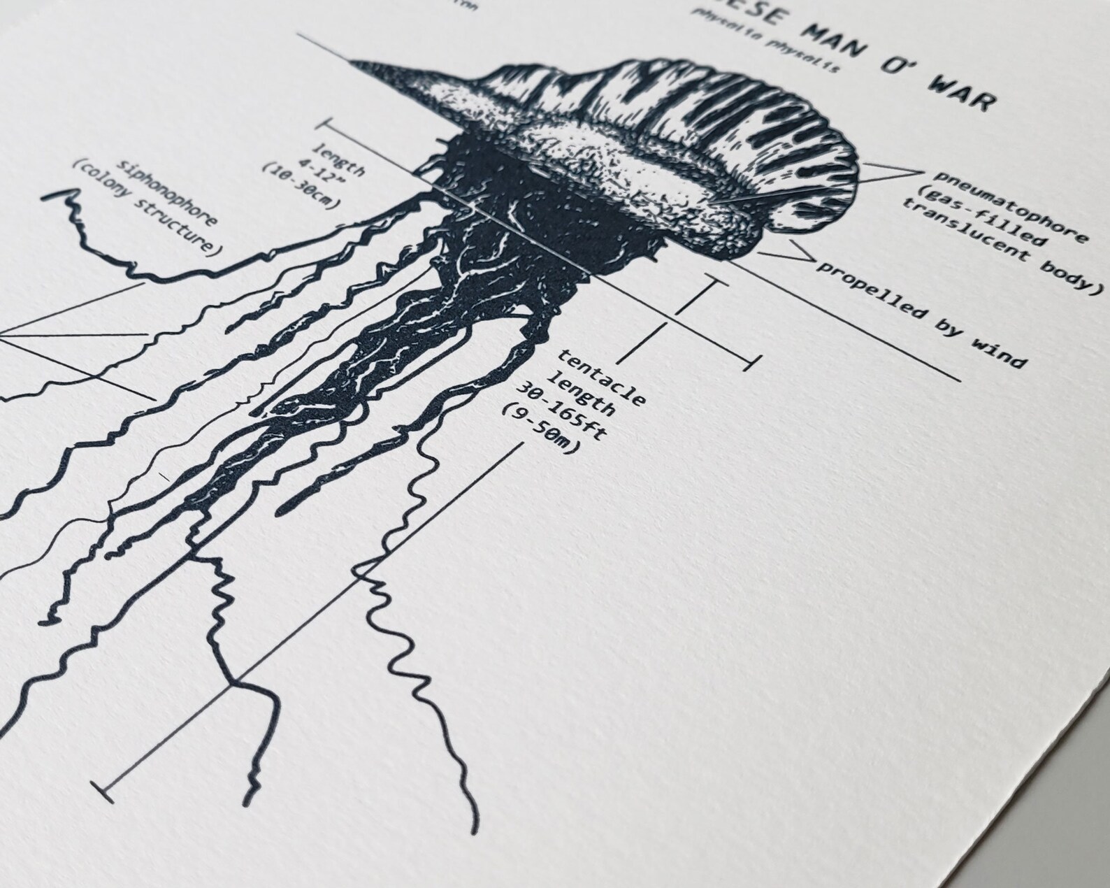 Portuguese Man O War Anatomy Print Jellyfish Wall Art Beach - Etsy Hong