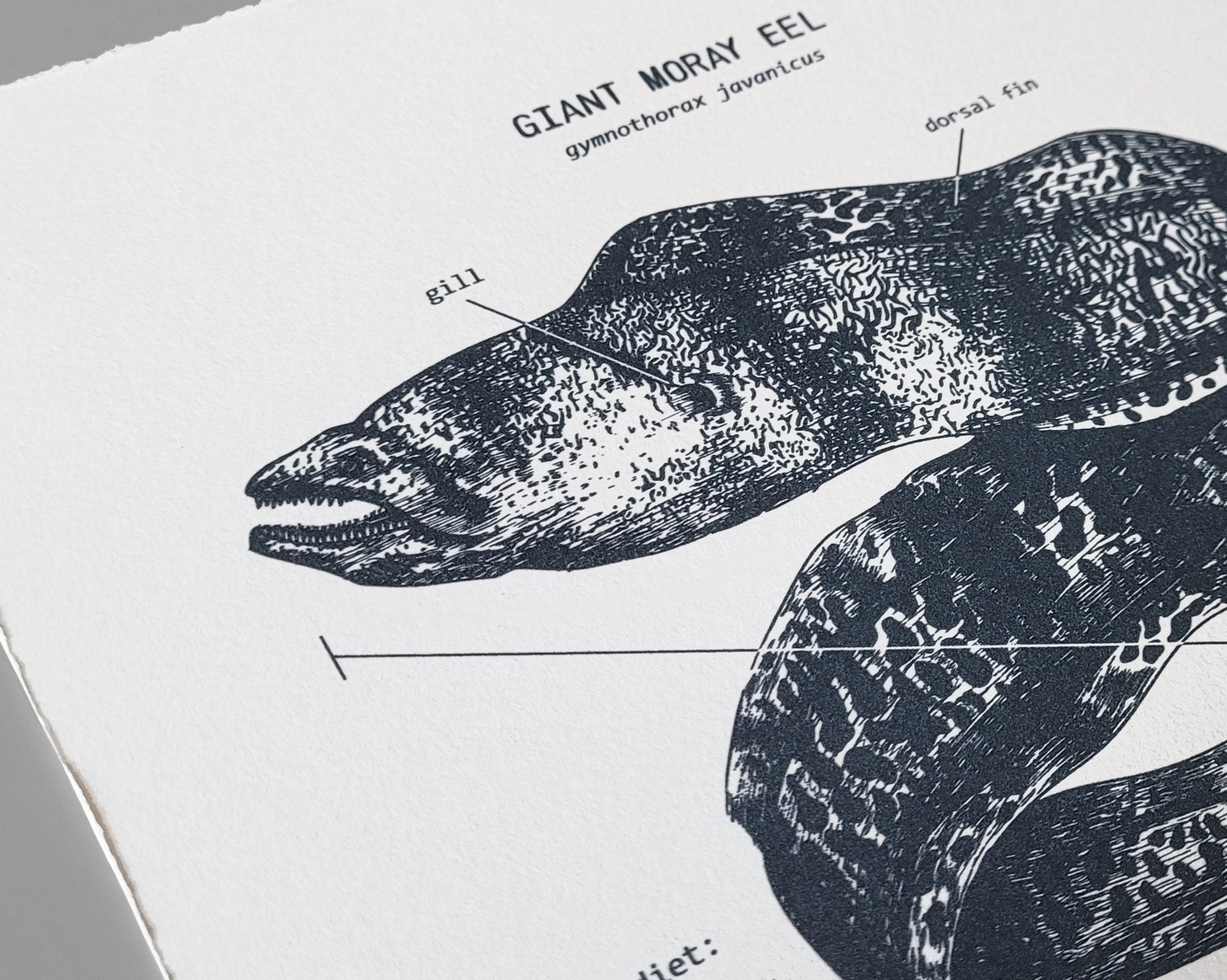 Giant Moray Eel Anatomy Print Moray Eel Wall Art Eel Etsy