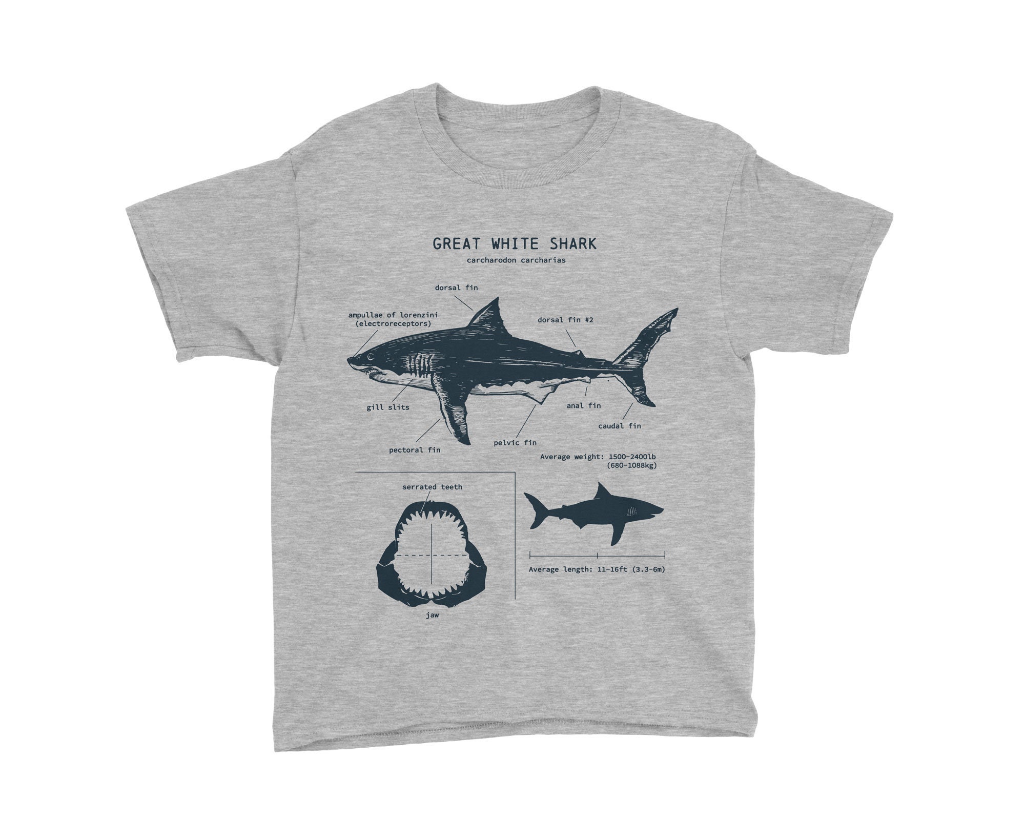 White Shark Anatomy T-shirt Shark 