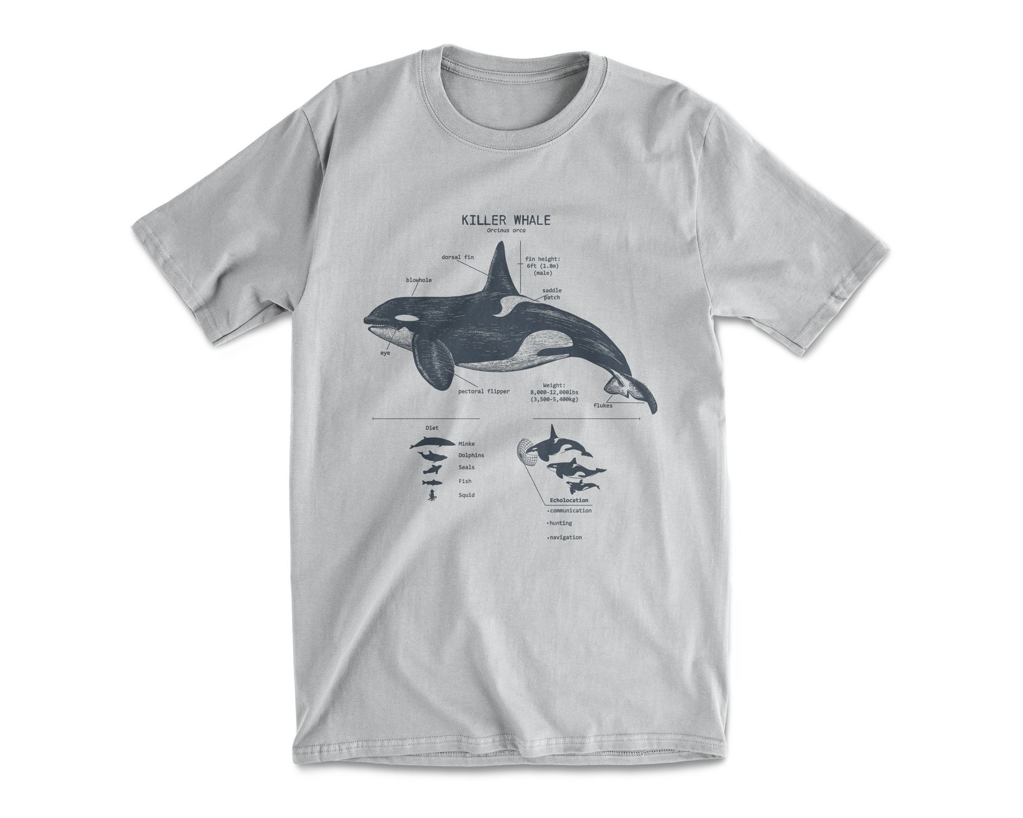 Killer Whale Anatomy T Shirt Orca T Shirt Dolphin Shirt - Etsy