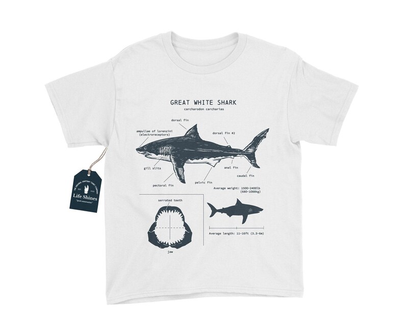 Jugend Weißer Hai Anatomisch T-Shirt, Hai T-Shirt, Hai Geschenke für Kinder, Lern-T-Shirt, Wildtier-Shirt für Kinder, Kinderhai-Shirt Bild 2
