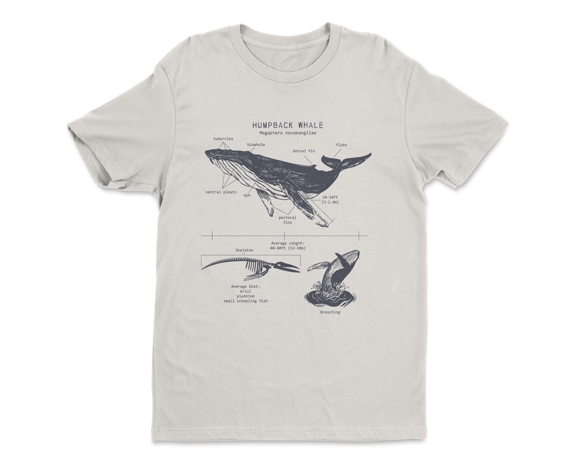 Humpback Whale Anatomy T-shirt Humpback Whale T Shirt Marine | Etsy