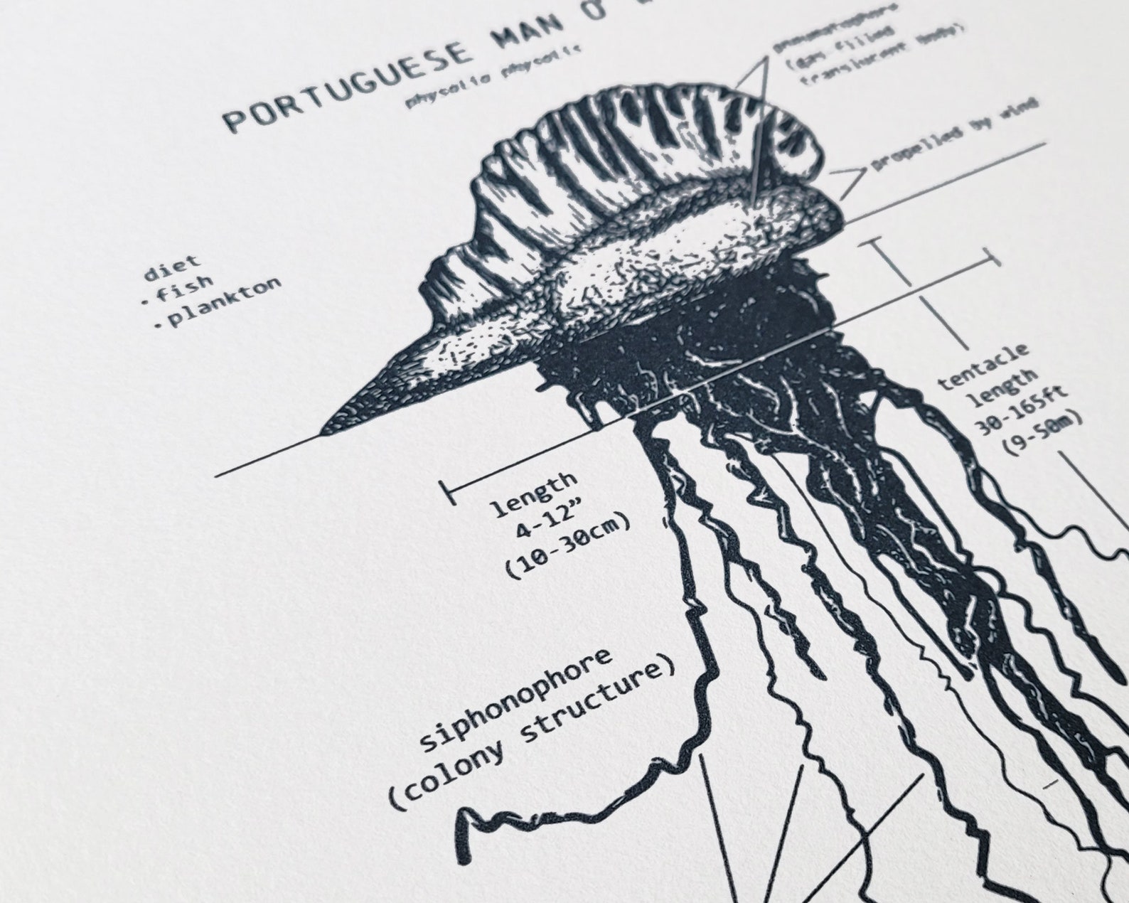 Portuguese Man Of War Anatomy