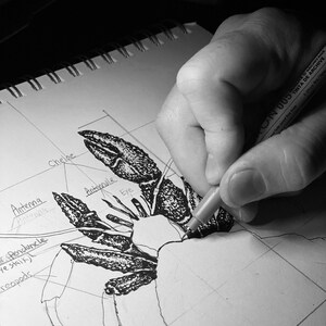 Op de afbeelding: Een zwart-witte tekening van een kreeft met gelabelde anatomische kenmerken, waaronder de antennes, antennule, scharen, steel en het oog. De tekening is op een wit vel papier met een rasterpatroon.