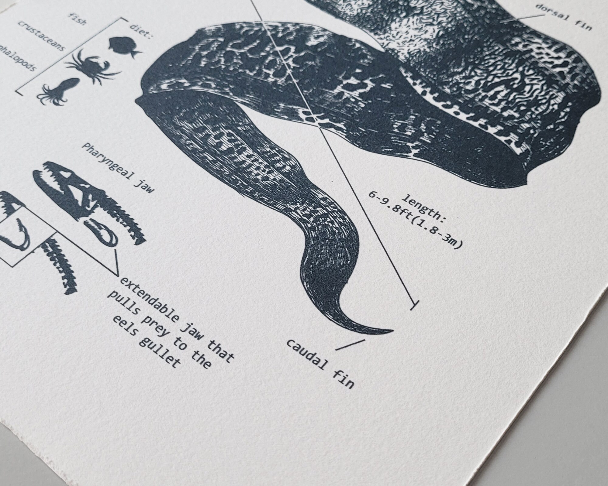 Giant Moray Eel Anatomy Print Moray Eel Wall Art Eel | Etsy