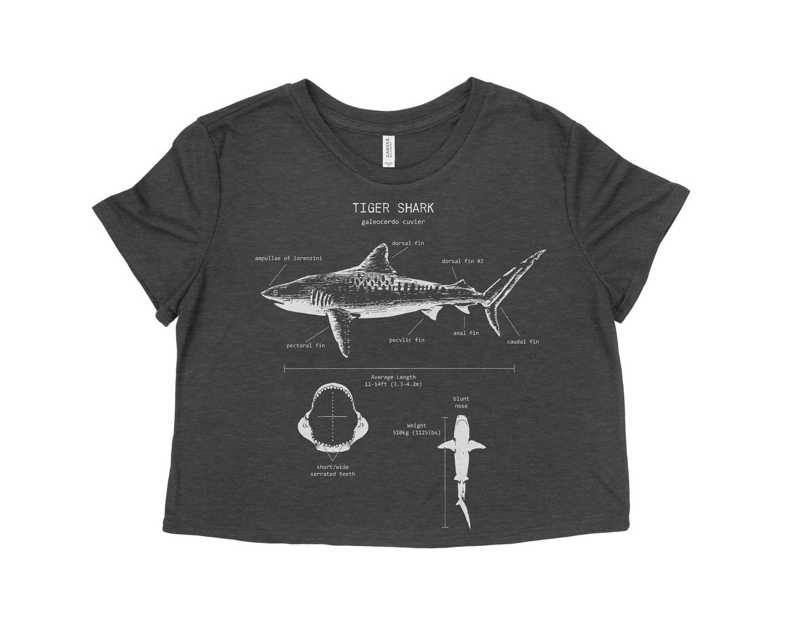 Tiger Shark Anatomy Crop Top Shark Crop Top Gifts for | Etsy