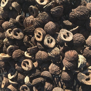 50 Black Walnut Shell Halves