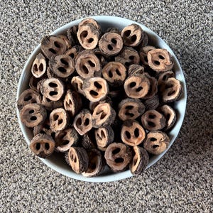 35+ Black Walnut Shell Halves