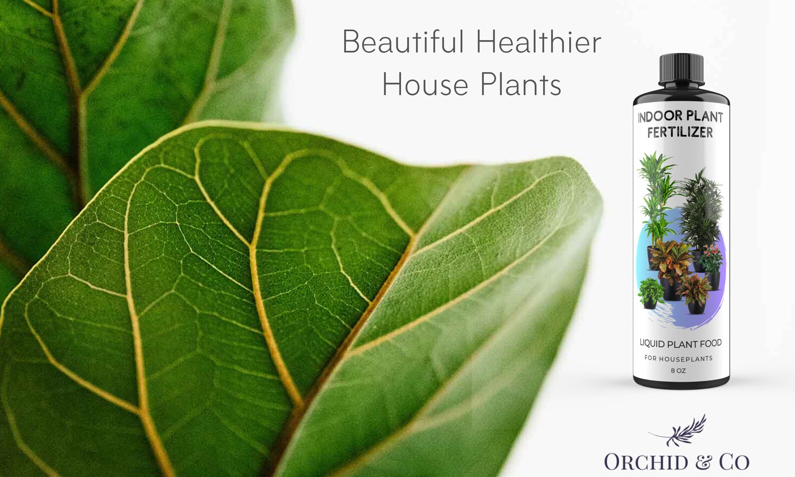 Fiddle Leaf Fig Tree Plant Fertilizer Ficus Lyrata Liquid Etsy