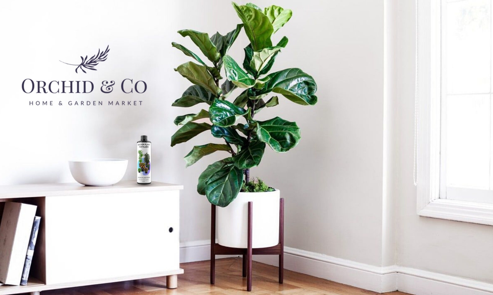 Fiddle Leaf Fig Tree Plant Fertilizer Ficus Lyrata Liquid Etsy