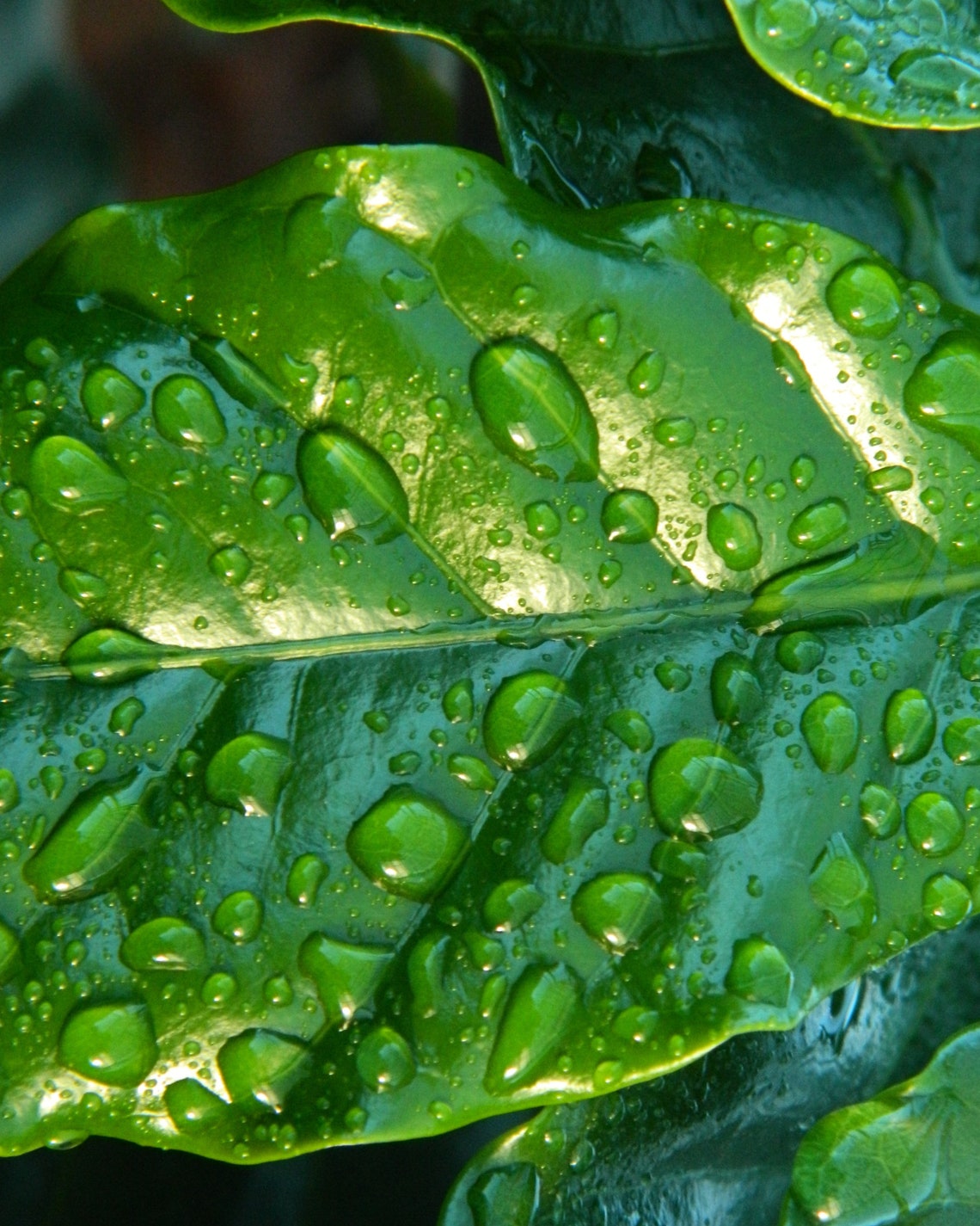 Fiddle Leaf Fig Tree Plant Fertilizer Ficus Lyrata Liquid Etsy