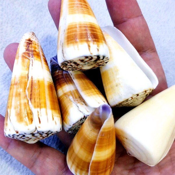 Conch Sea Shell - Etsy