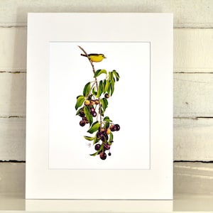 Wilson&#39;s Warbler Matted Print, one-of-a-kind watercolor painting