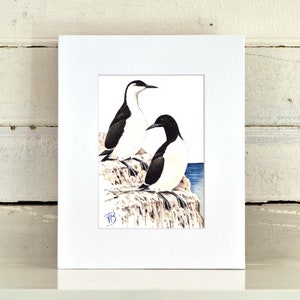 Common Murre Matted Print, one-of-a-kind watercolor painting