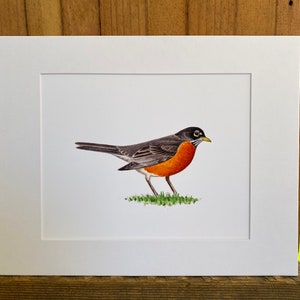American Robin Print, one-of-a-kind watercolor painting