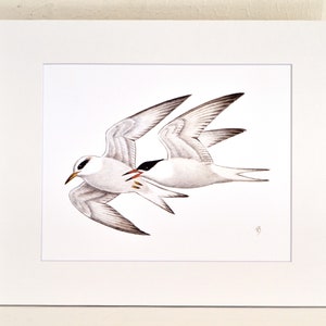 Forster&#39;s tern, Matted Print, one-of-a-kind watercolor painting