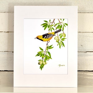 Hooded Oriole Matted Print, one-of-a-kind watercolor painting