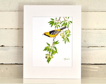 May include: A watercolor painting of a Baltimore Oriole perched on a branch with green leaves and yellow fruit. The bird is yellow with black markings and a long, pointed beak. The artist's signature, "Brown", is in the bottom right corner.