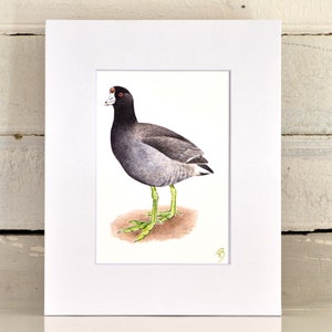 Mudhen Matted Print, one-of-a-kind watercolor painting