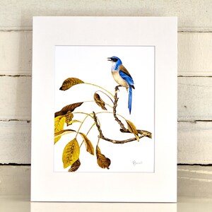Scrub Jay Matted Print, one-of-a-kind watercolor painting
