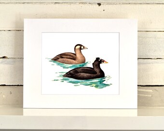 Pode incluir: Uma pintura em aquarela de dois patos nadando em um lago. O pato à esquerda é marrom e branco, enquanto o pato à direita é preto com a cabeça branca. Os patos estão nadando em um lago com água verde e lírios d'água brancos.