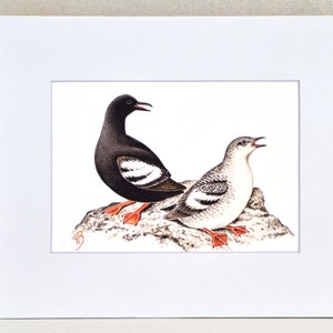 Pigeon Guillemot Matted Print, one-of-a-kind watercolor painting