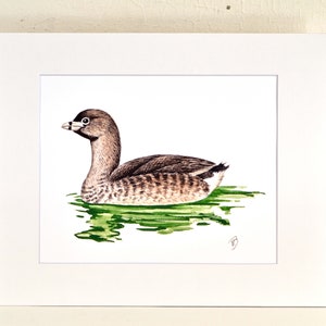 Pied Billed Grebe Matted Print, one-of-a-kind watercolor painting
