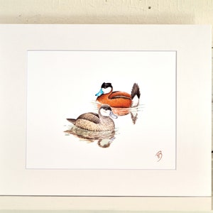 Ruddy Duck Matted Print, one-of-a-kind watercolor painting