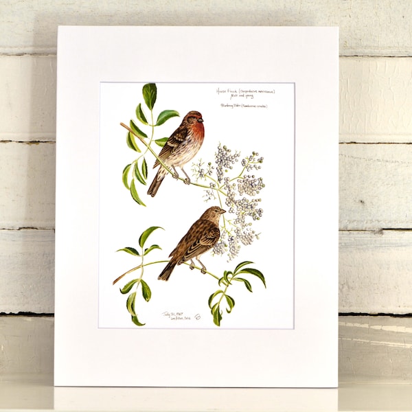 House Finch Matted Print, one-of-a-kind watercolor painting