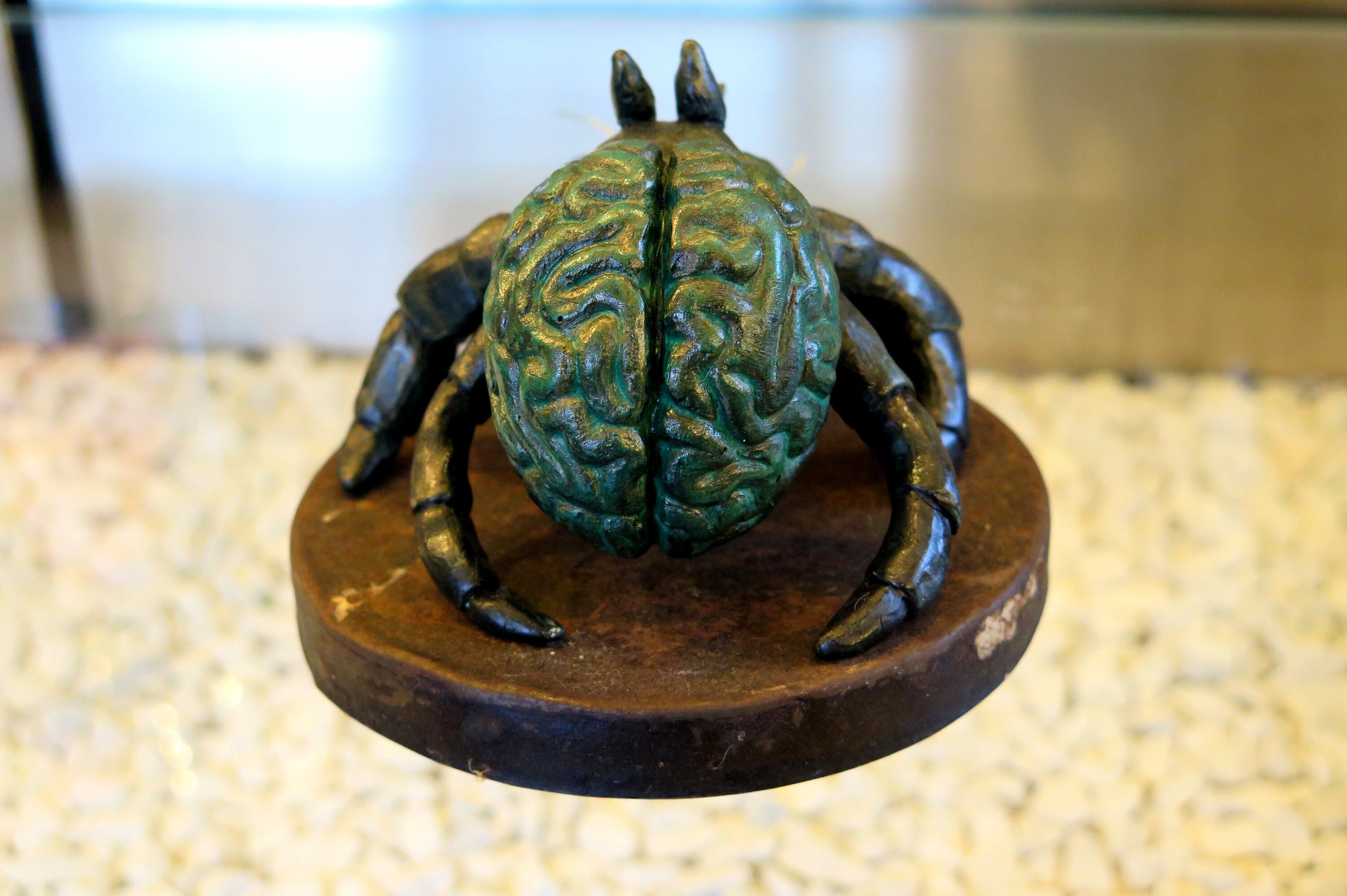 Hermit Crab Brain Brain Hermit Crab Etsy UK
