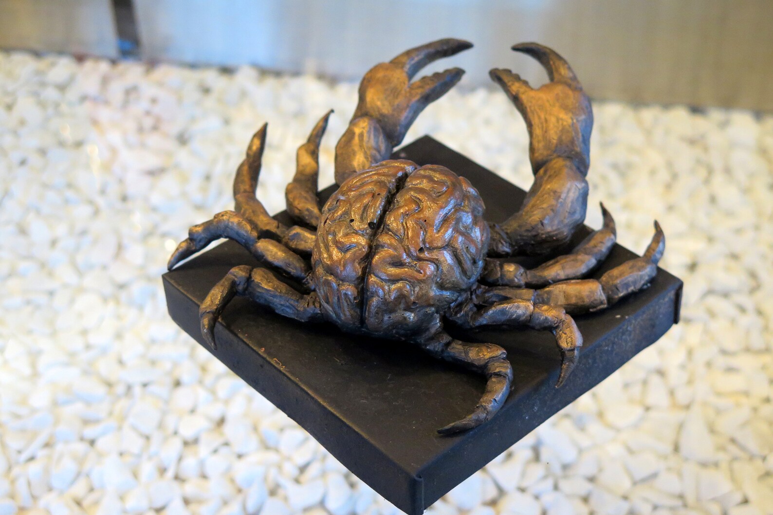 Crabbrain Brain Crab Etsy