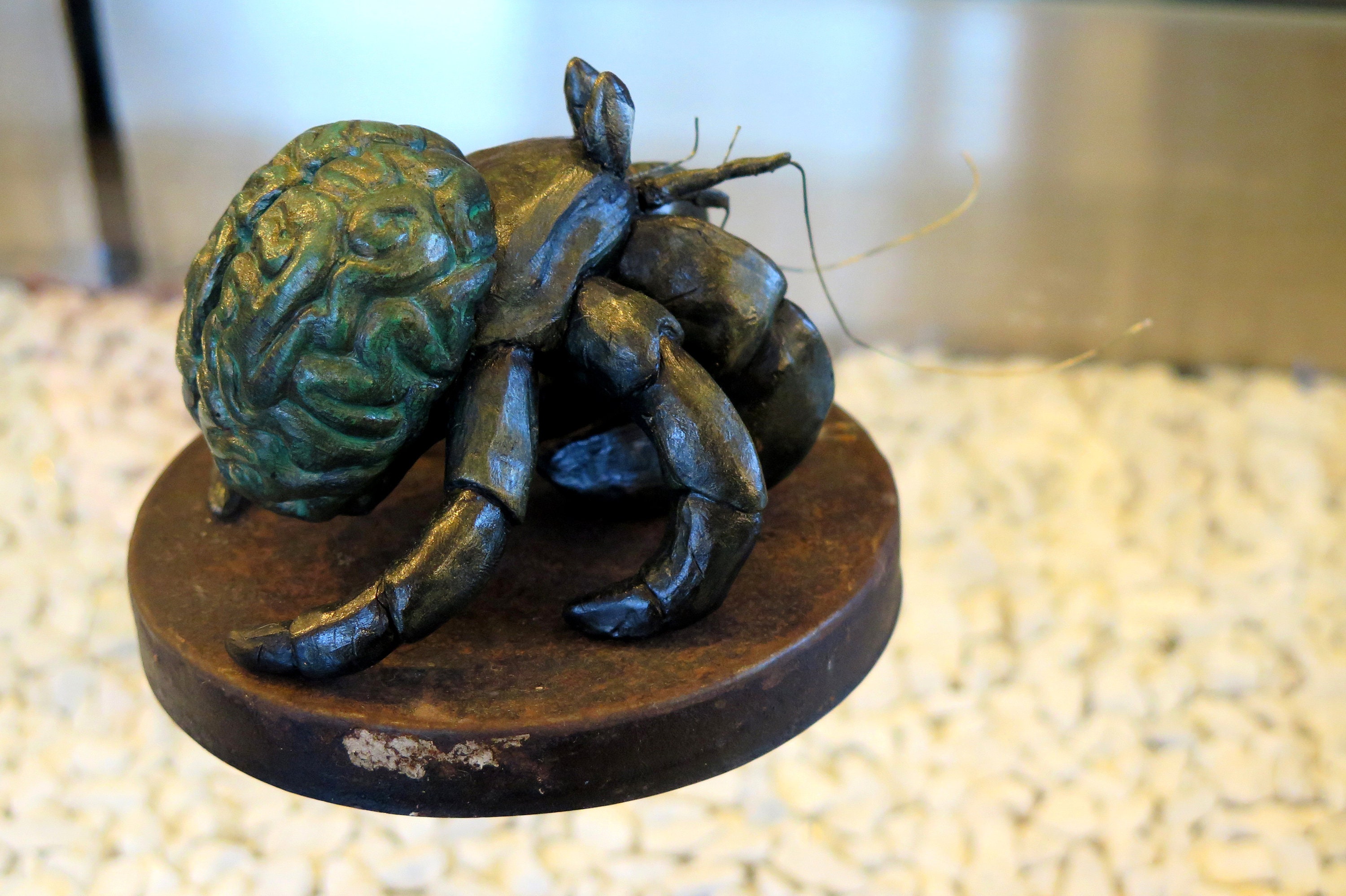 Hermit Crab Brain Brain Hermit Crab Etsy UK