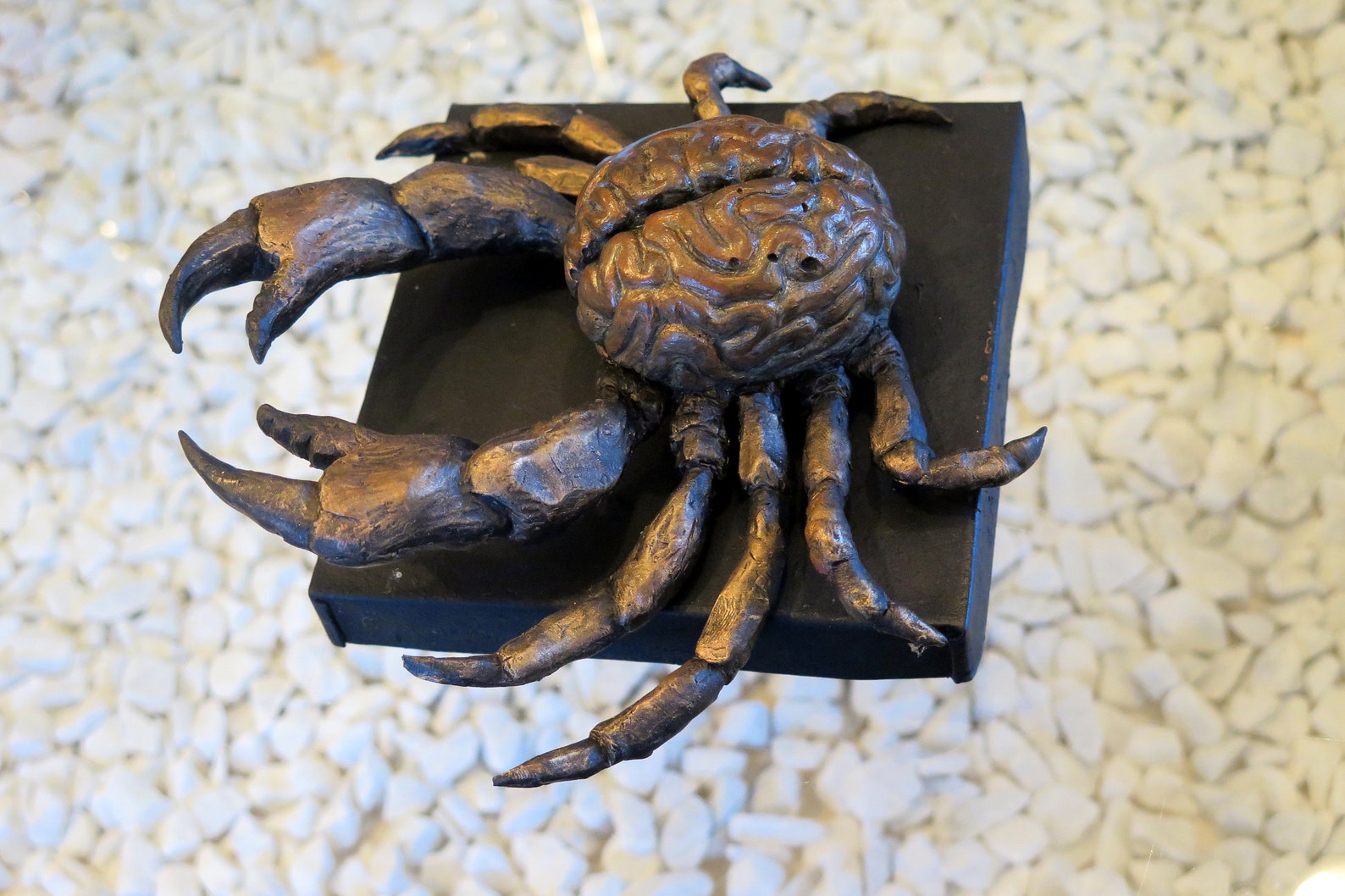 Crabbrain Brain Crab Etsy