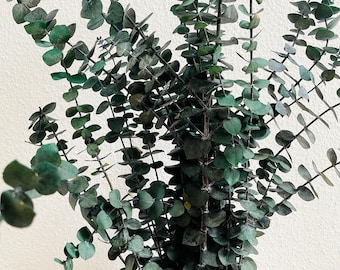 Eucalyptus Baby Blue | Preserved Eucalyptus Green | Dried flowers as wedding decoration | Home decoration