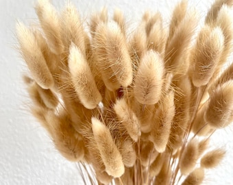 Lagurus dried flowers in natural brown and white | Decoration for wedding | Home decoration | Gift idea | dried flowers bunny tails