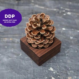 May include: A natural brown pinecone sits securely inside a square, dark brown wooden base. The pinecone features layered, woody scales with a textured surface. A purple circular graphic in the upper left corner displays the text DDP IMPORT DUTY PAID.
